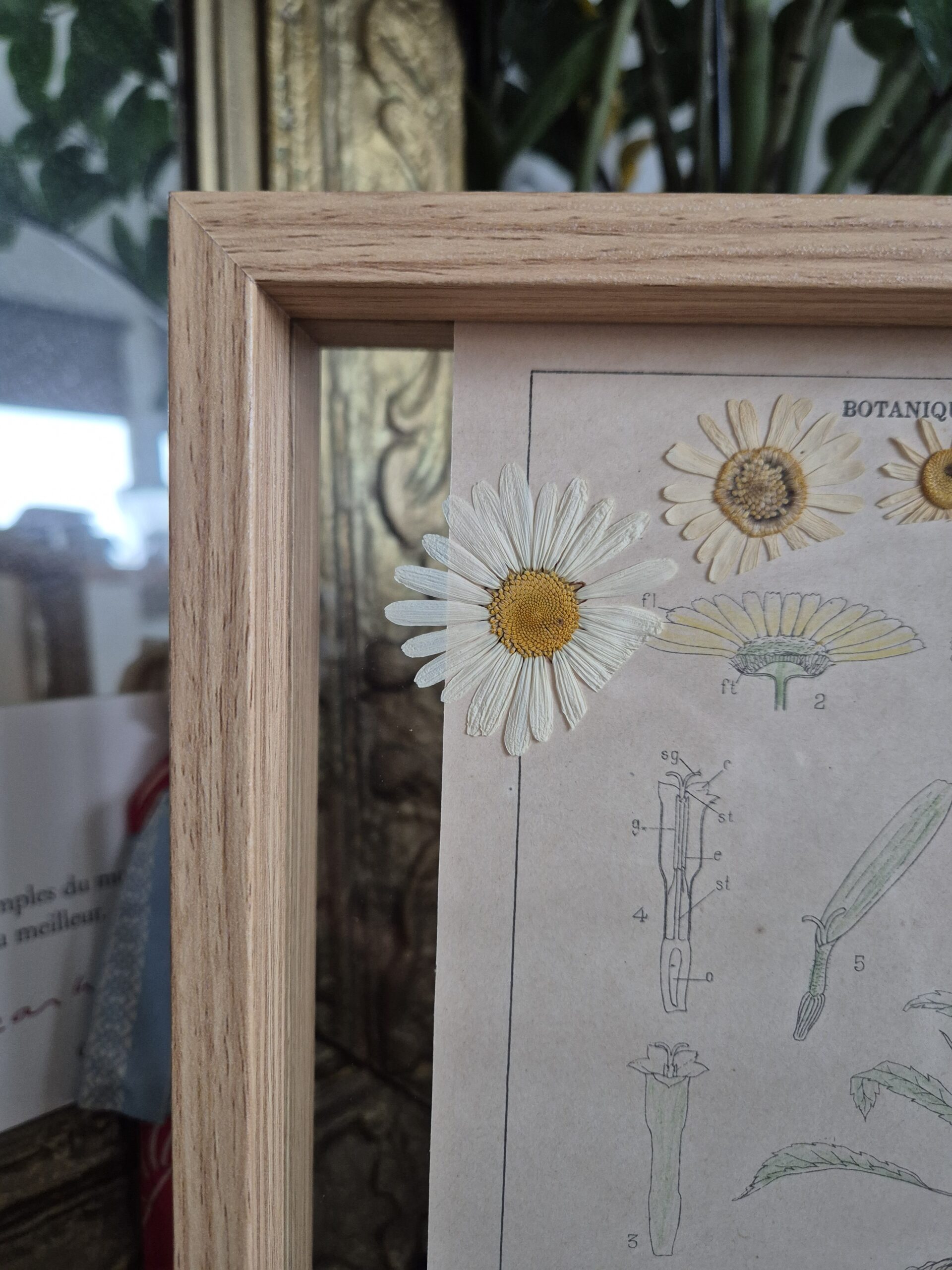 Grande Marguerite – Image 4