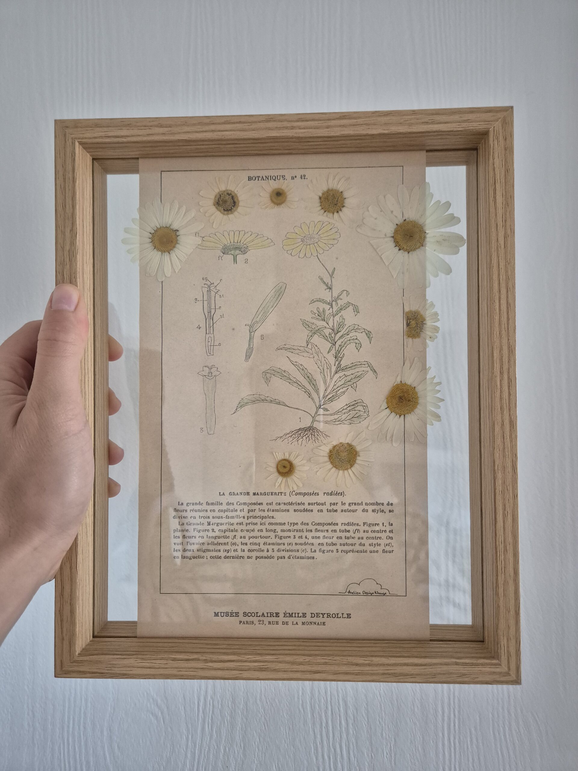 Grande Marguerite – Image 2